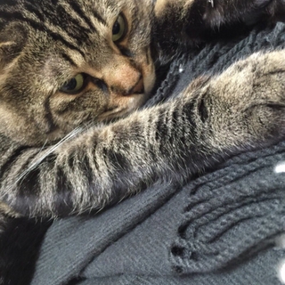 近畿圏 猫の里親募集