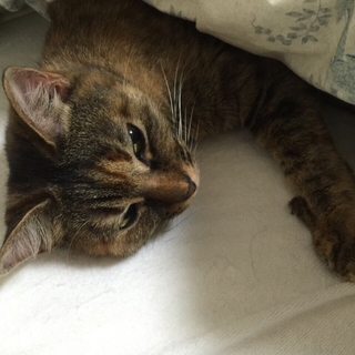 近畿圏 猫の里親募集