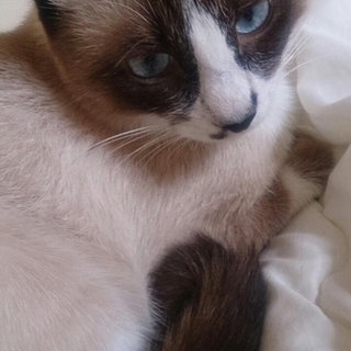 やんちゃなおとこのこです