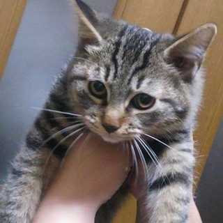 活発なカギちゃん（仮名）飼い主さん募集中です。