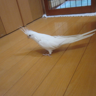 オカメインコ２羽