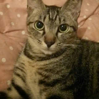 小柄な美猫フランちゃん