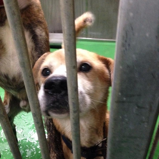 この子を助けてください