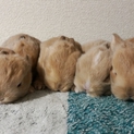 うさぎの赤ちゃん