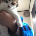8月16日産まれ/三毛猫/メス