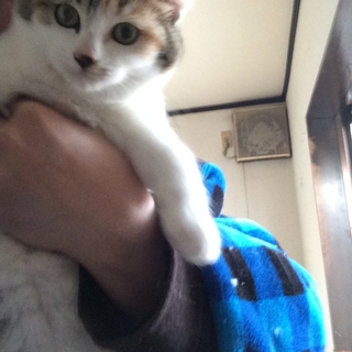8月16日産まれ/三毛猫/メス