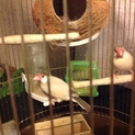 鳥の兄弟