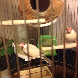 鳥の兄弟