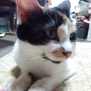 急募です‼