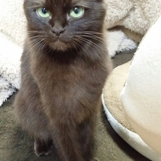 黒長毛のイブちゃん里親募集