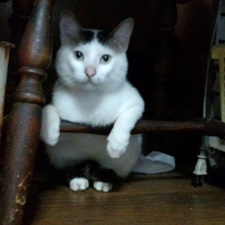 急募です‼　お願いします‼