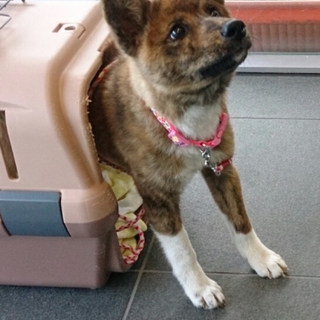 つぶらな瞳が愛らしいミックスのはるちゃん