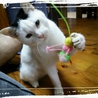 【急募】甘えん坊女の子♪(蚤ダニ、回虫駆虫済 サムネイル2