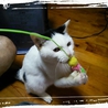 【急募】甘えん坊女の子♪(蚤ダニ、回虫駆虫済 サムネイル3