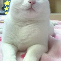 べっぴん白ちゃん♪