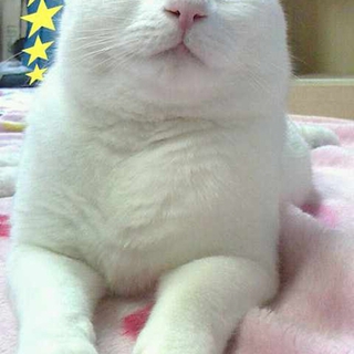 べっぴん白ちゃん♪