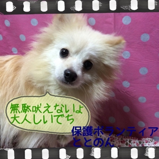 大人しいルック君は１才のかわいいポメラニアン
