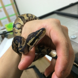 ボールパイソン