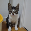 子供にゃんこです