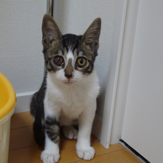 子供にゃんこです