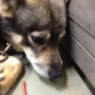 倉敷ブランド、浅原犬のクールガイ！