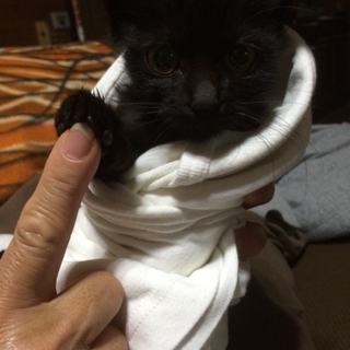 黒猫子猫