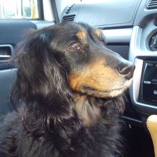 迷い犬を保護しています。