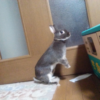 新しい飼い主探してます
