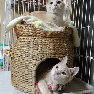 可愛い兄弟猫♂です