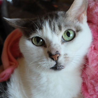 飼うことが出来なくなりました❗SOS❗
