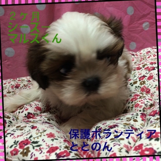 ころころマルス君はシーズーの子犬です