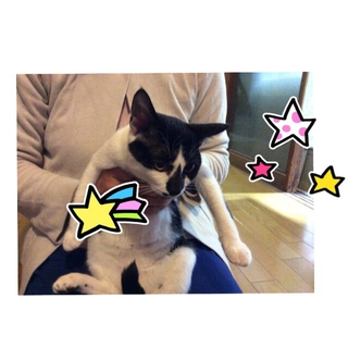 活発な白黒ちゃん、家族募集中！