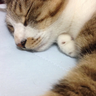 とても人懐っこいです！