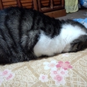 急いでいます