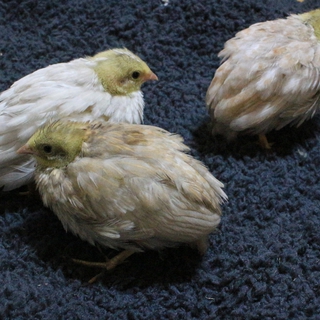 ヒメウズラの雛3羽の里親募集