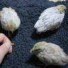 ヒメウズラの雛3羽の里親募集 サムネイル2