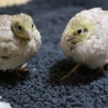 ヒメウズラの雛3羽の里親募集 サムネイル4