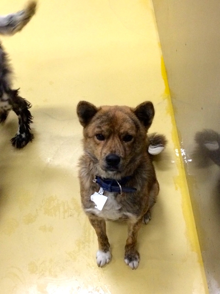 ブリンドルカラーが奇麗な 栃木県 犬の里親募集 ペットのおうち 月間利用者150万人