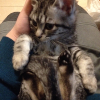 子猫 生後2ヶ月半 早めに引き取りて探し中です