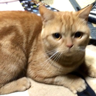 里親募集　猫