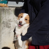 優しい性格のボーダーコリー、家族募集中！ サムネイル5