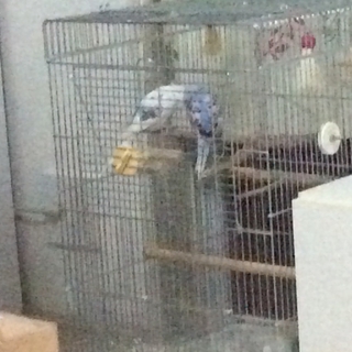 【埼玉県】セキセイインコのペア譲ります