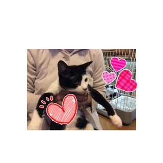 おとなしい白黒ちゃん、家族募集中です！