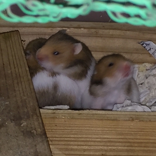 ゴールデンハムスターの里親を募集します