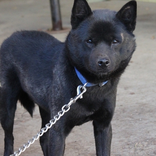 緊急募集・飼い主さん亡くなり