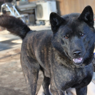 緊急募集・飼い主さん亡くなり