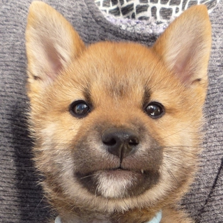 社会性バッチリ　明るくめげない柴犬　文化君