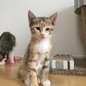 生後２ヶ月の子猫です！＊愛知県＊