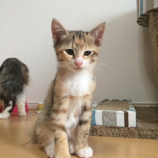 生後２ヶ月の子猫です！＊愛知県＊