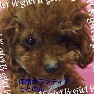 ヘレンちゃんは可愛いティーカップサイズ１才